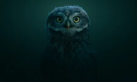 NAMUR > FESTIVAL > NATURE  INTERNATIONAL