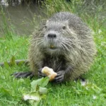 WALLONIE >BIODIVERSITÉ