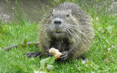 WALLONIE >BIODIVERSITÉ