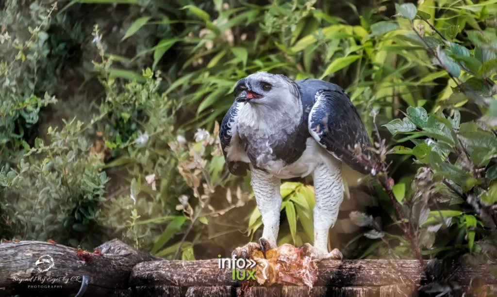 Beauval > ZOOPARC > Photos