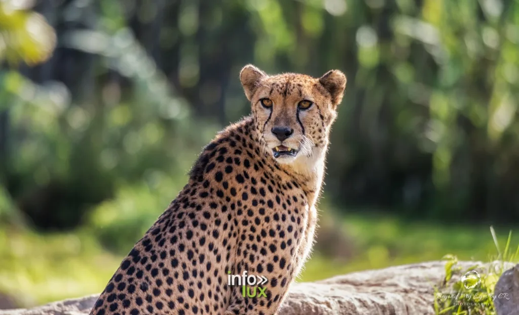 Beauval > ZOOPARC > Photos