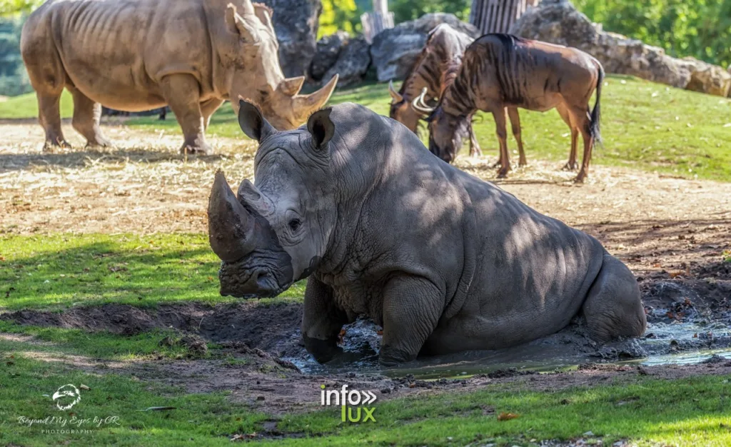 Beauval > ZOOPARC > Photos