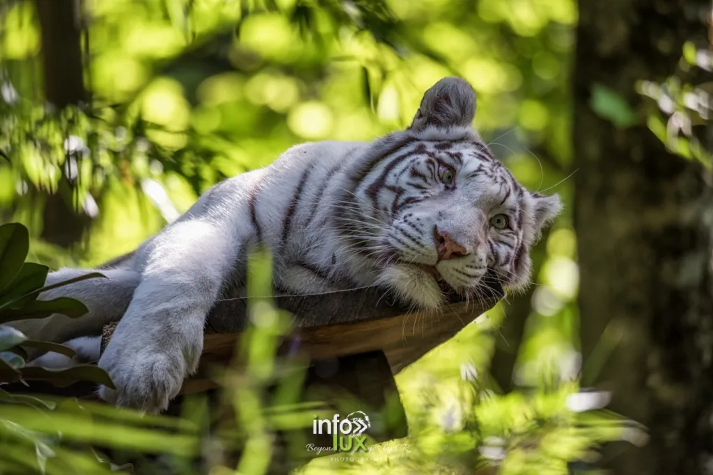 Beauval > ZOOPARC > Photos