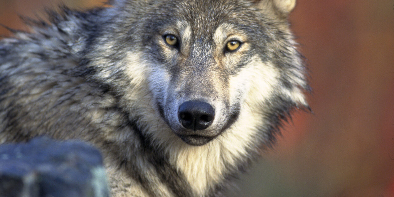 WALLONIE > CONFÉRENCE > LE RETOUR NATUREL DU LOUP