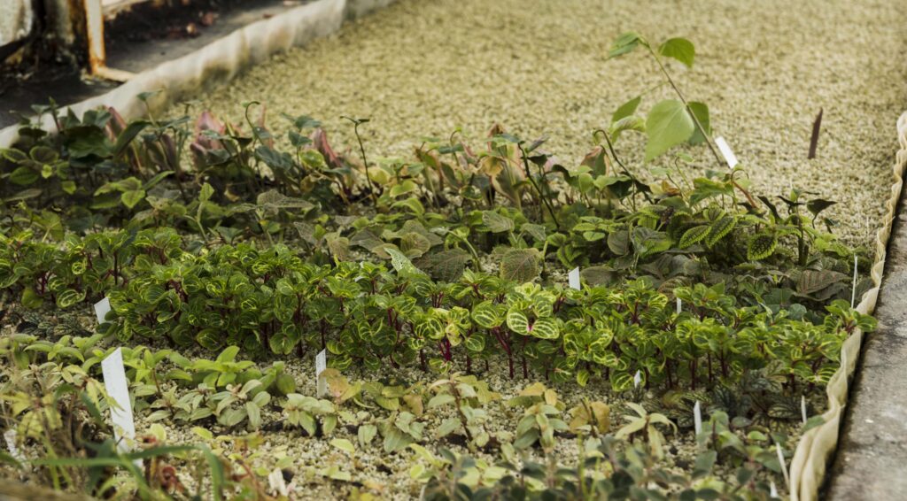 Préparer son jardin pour le printemps