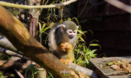 Vallée de la Sûre > ZooParc > Nouveaux Résidents