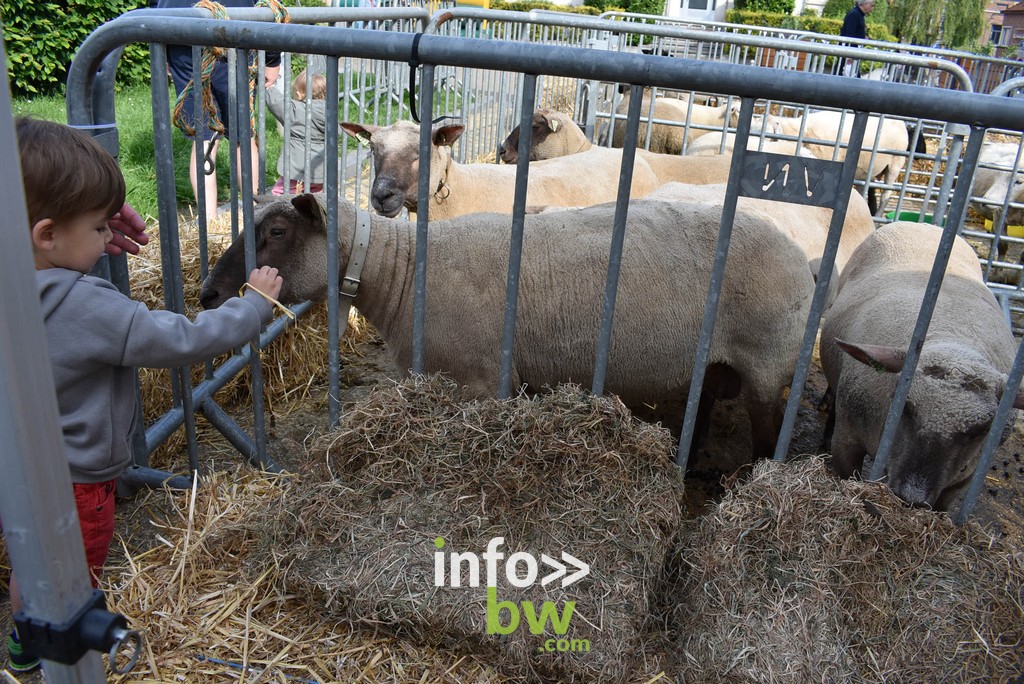 La Foire Agricole de Nivelles : un rendez-vous incontournable. Retrouvez les photos!