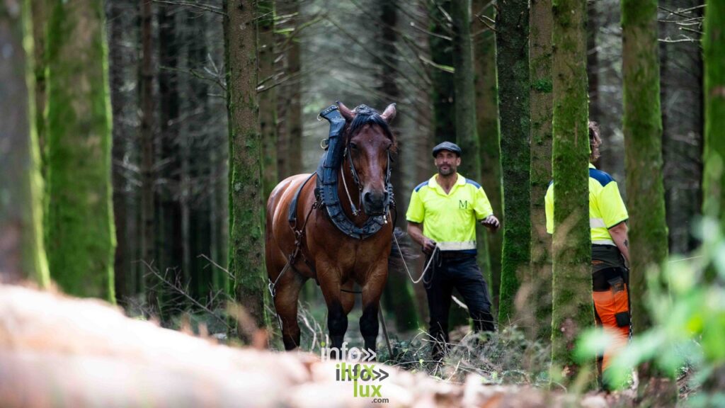 Demo Forest 2024, Bertrix : photo de Laurent Gallez