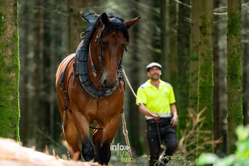 Demo Forest 2026 à Bertrix : les plus grandes démonstrations forestières d’Europe