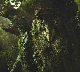 Les arbres à clous, en province de Luxembourg