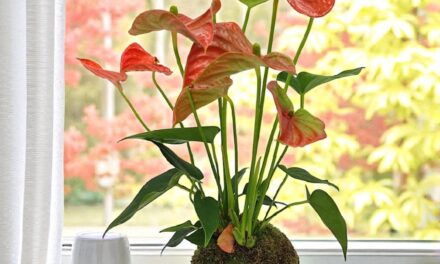 Arlon > Art Végétal > Kokedama