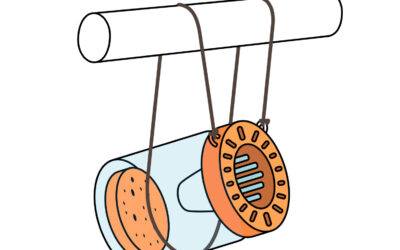 Wallonie > Automne > Frelon asiatique
