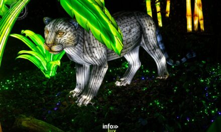 Amnéville > Zoo > Luminescences 2025