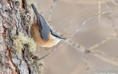 Anlier > Balade ornithologique en pleine nature