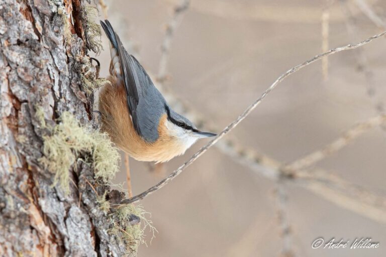 Anlier » Balade ornithologique en pleine nature