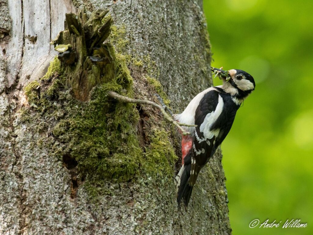 Anlier > Balade ornithologique en pleine nature