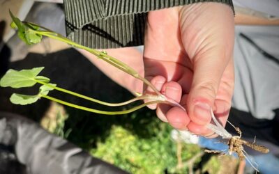 Tintigny > Balade > A la découverte des plantes commestibles