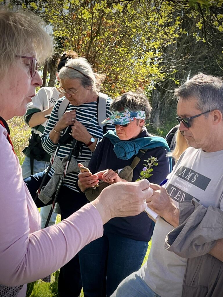 Tintigny > Balade > Plantes commestibles