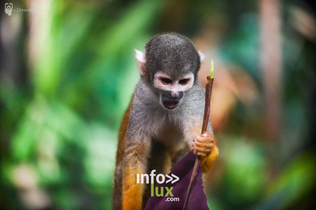 Brugelette > Pairi Daiza > Nouveauté > Edenya
