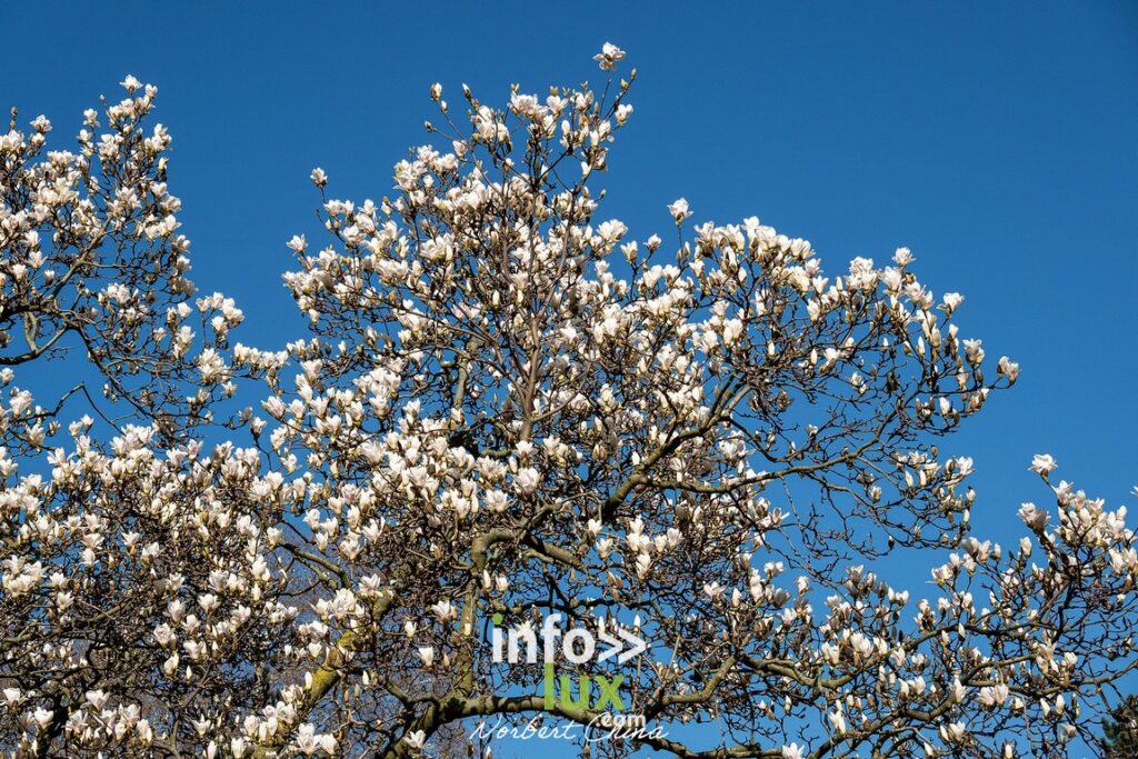 Liège > Expo photos > Robert Doisneau