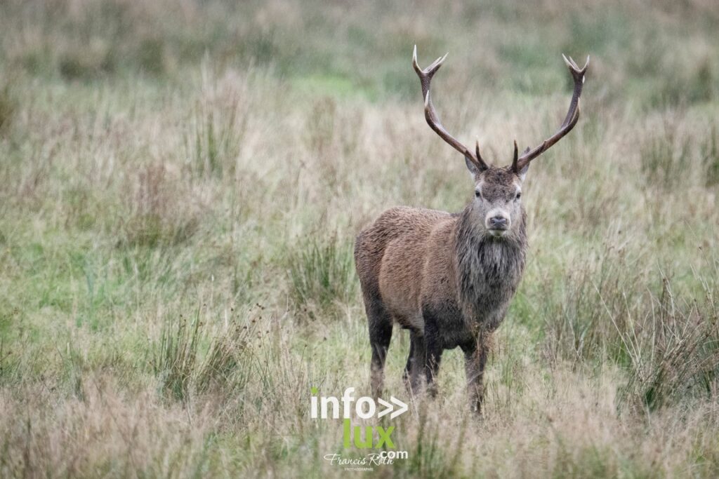 Nivelles > Francis Roth > Photographe