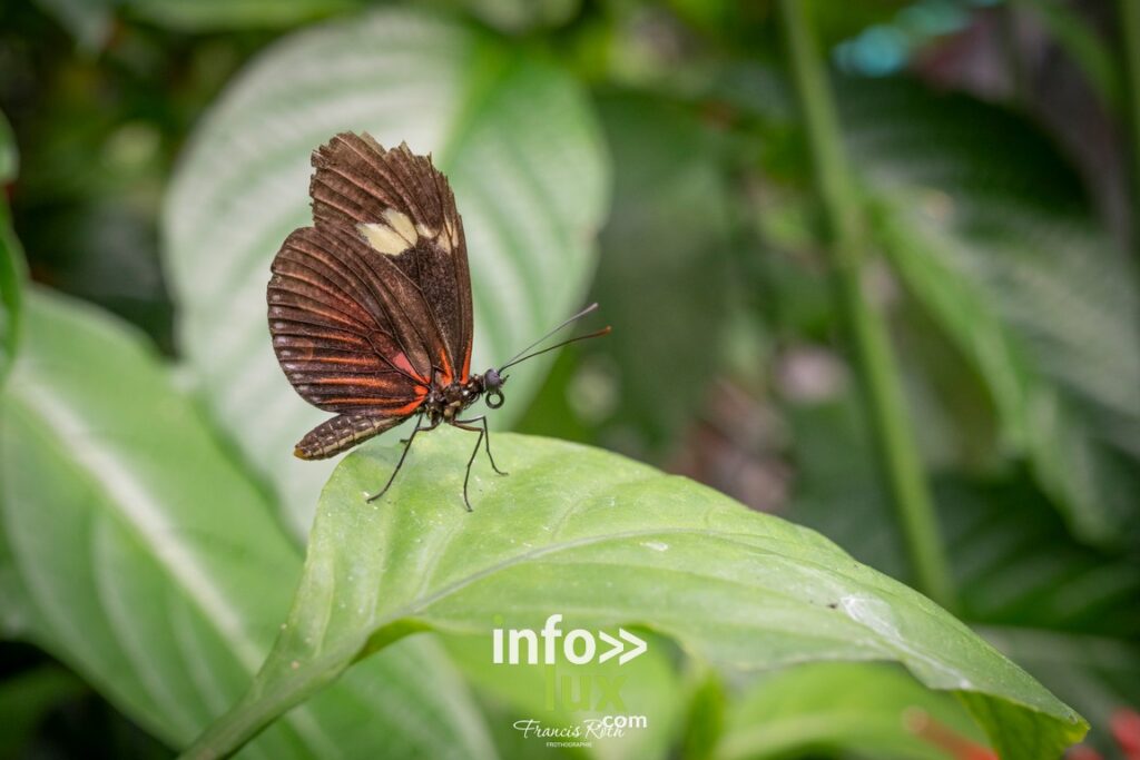 Nivelles > Francis Roth > Photographe