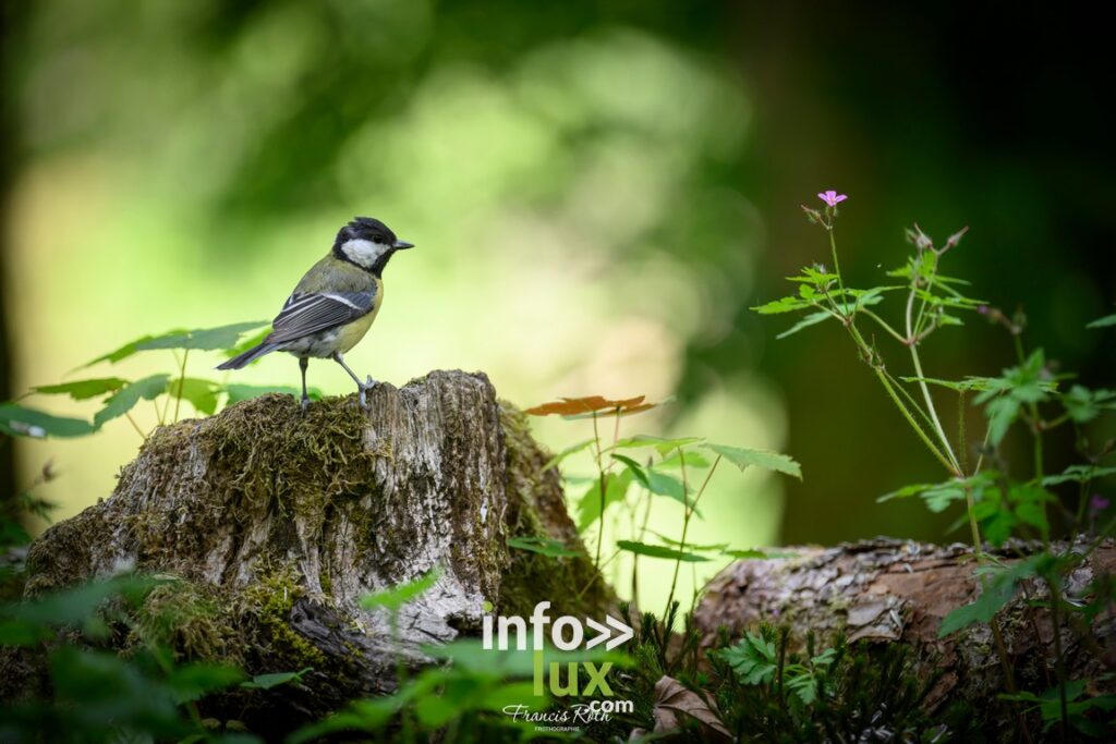 Nivelles > Francis Roth > Photographe