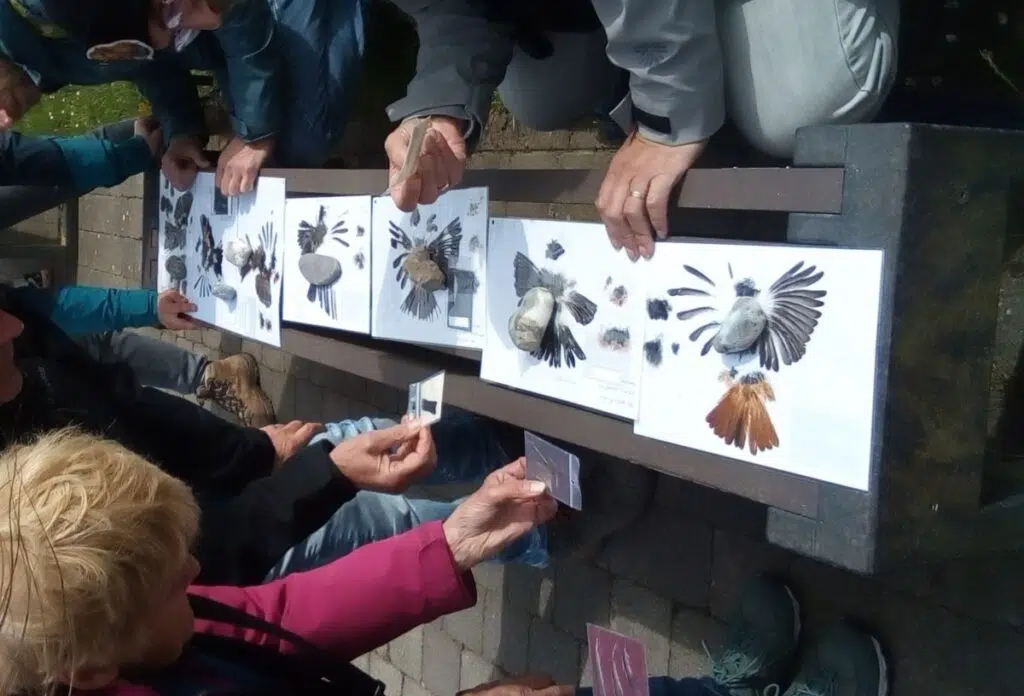 Léglise > Balade > Plumes d'oiseaux