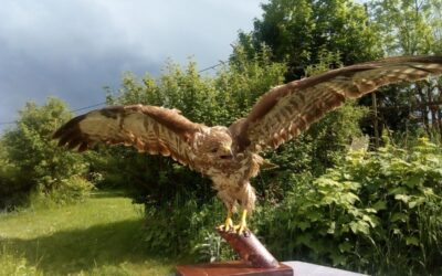 Léglise > Balade > Plumes d’oiseaux
