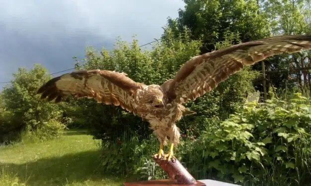 Léglise > Balade > Plumes d’oiseaux