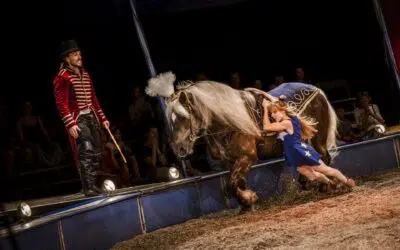 Bertrix > Spectacle équestre > Tempo d’Eole