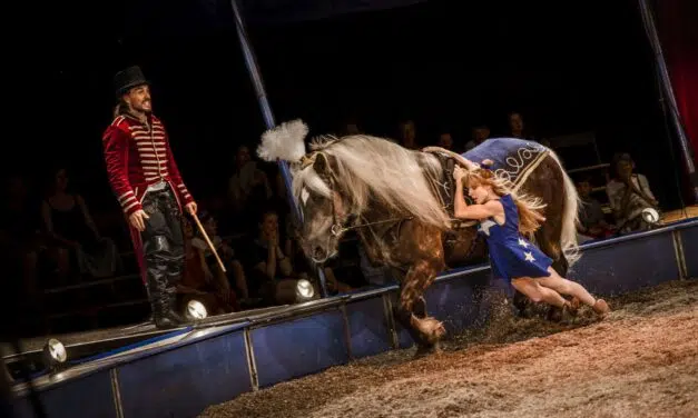 Bertrix > Spectacle équestre > Tempo d’Eole