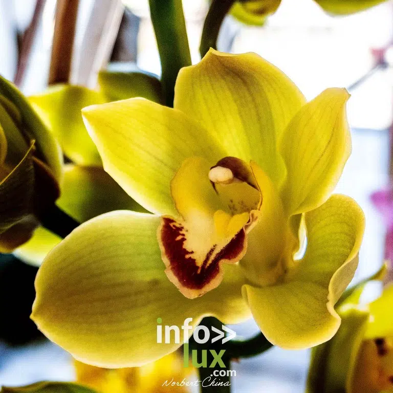 Beloeil > Exposition > Les Amaryllis > Photos