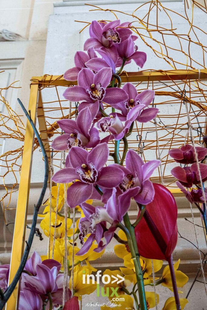 Beloeil > Exposition > Les Amaryllis > Photos