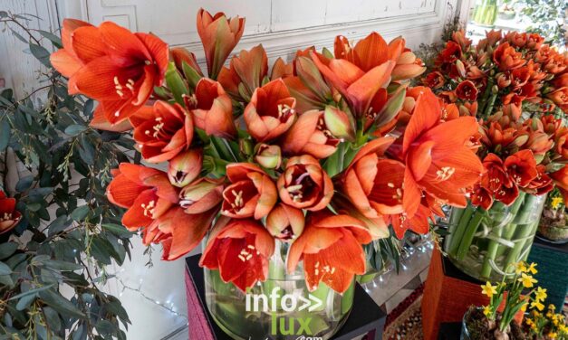 Beloeil > Exposition > Les Amaryllis > Photos