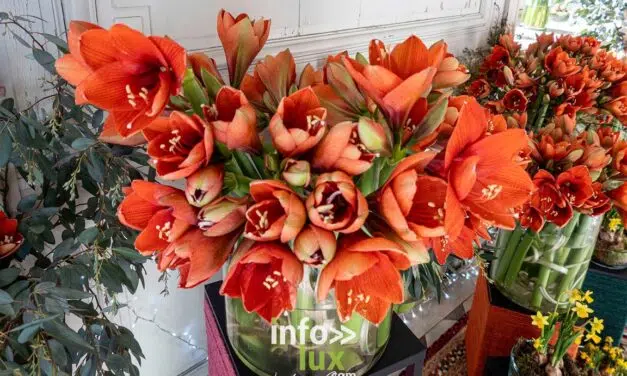 Beloeil > Exposition > Les Amaryllis > Photos