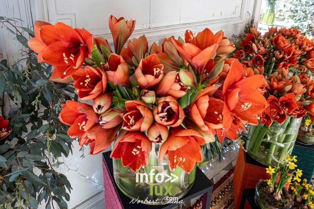 Beloeil > Exposition > Les Amaryllis > Photos