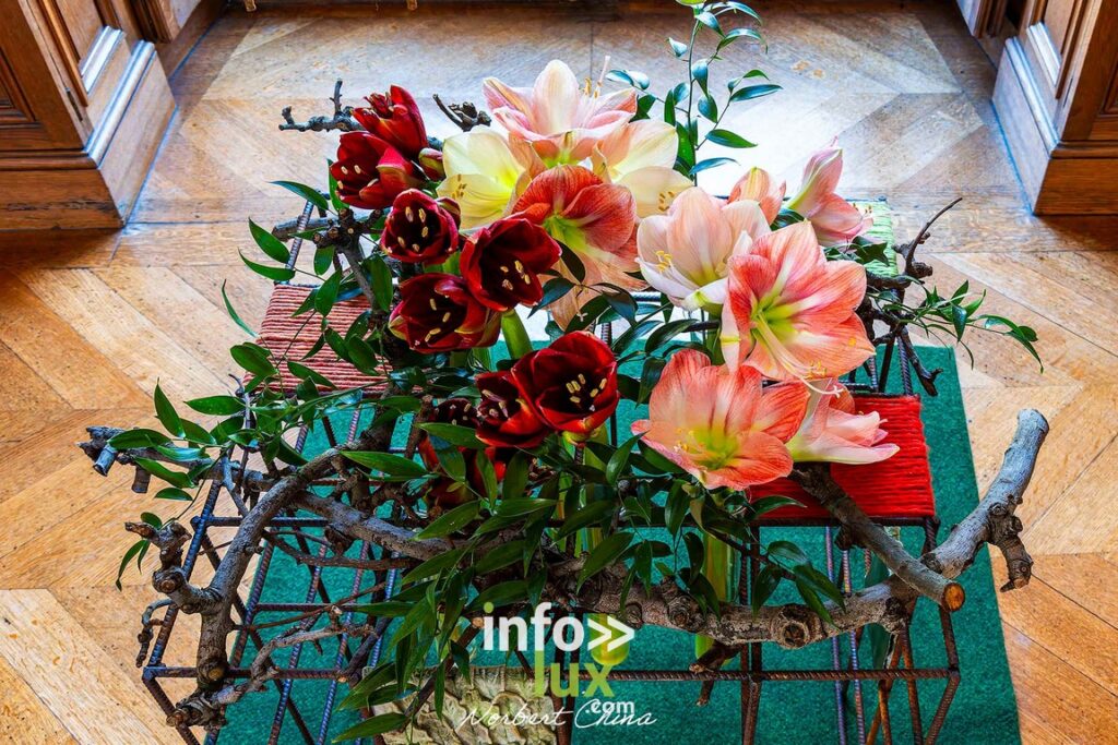Beloeil > Exposition > Les Amaryllis > Photos