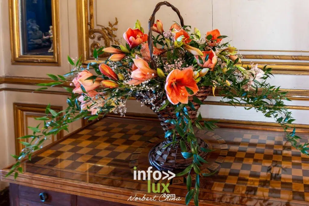 Beloeil > Exposition > Les Amaryllis > Photos