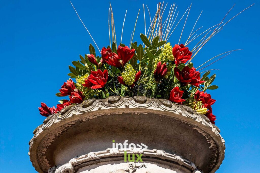Beloeil > Exposition > Les Amaryllis > Photos