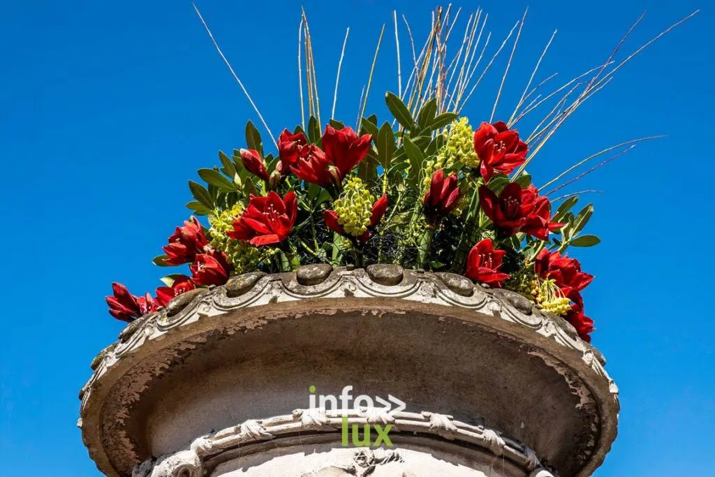 Beloeil > Exposition > Les Amaryllis > Photos