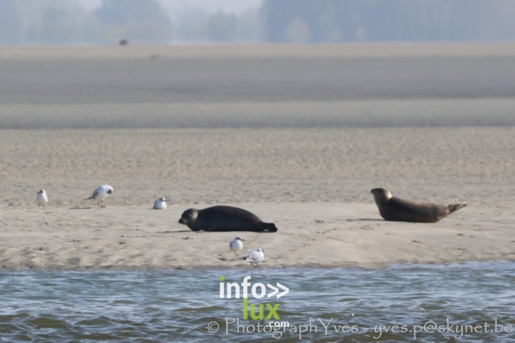 Berck > Festival > Cerfs-volants > Photos