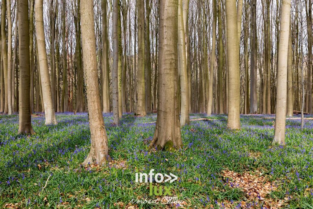Braine-l'Alleud > Nature > Les jacynthes du Bois de Hal