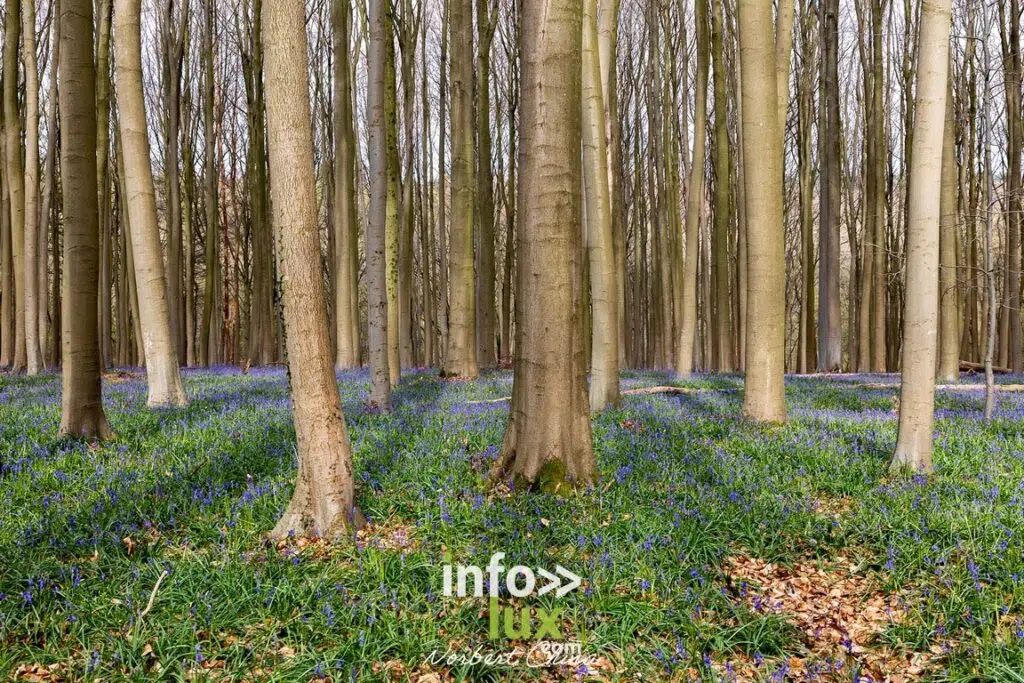 Braine-l'Alleud > Nature > Les jacynthes du Bois de Hal