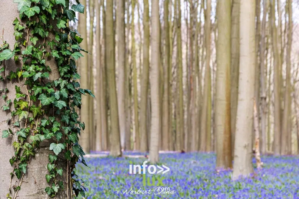 Braine-l'Alleud > Nature > Les jacynthes du Bois de Hal