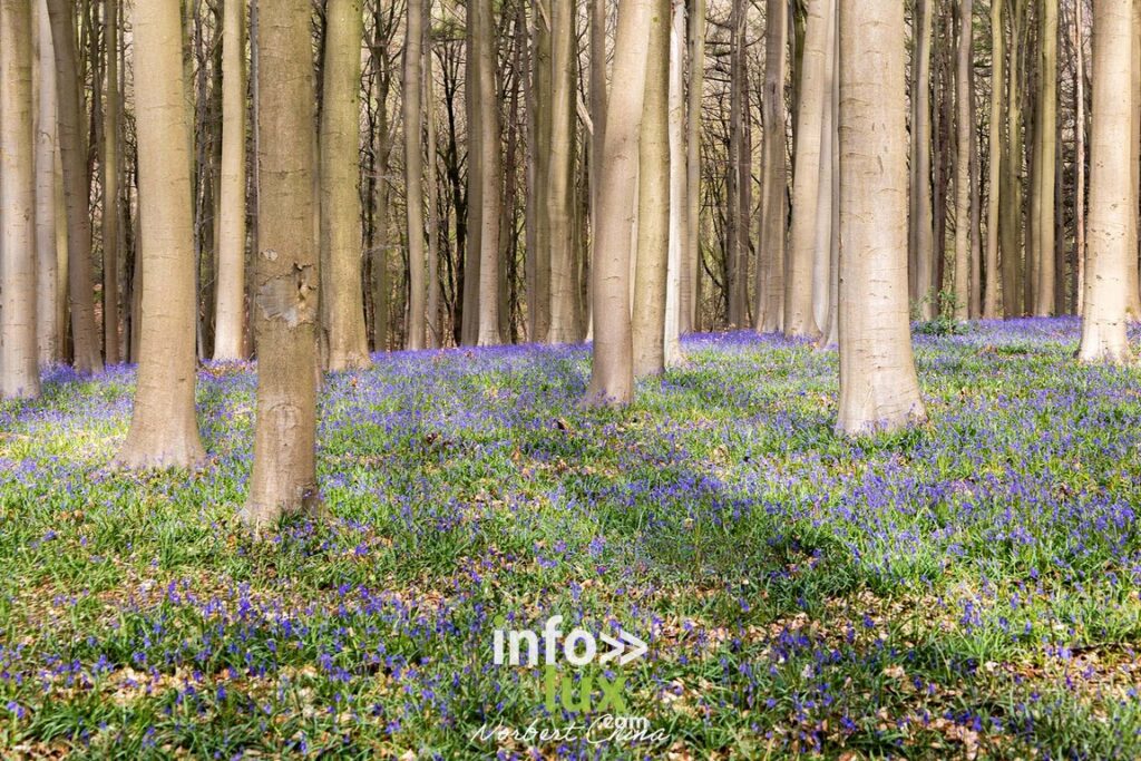 Braine-l'Alleud > Nature > Les jacynthes du Bois de Hal