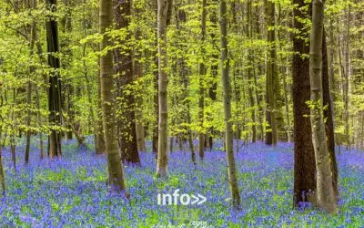 Braine-l’Alleud > Nature > Les jacynthes du Bois de Hal