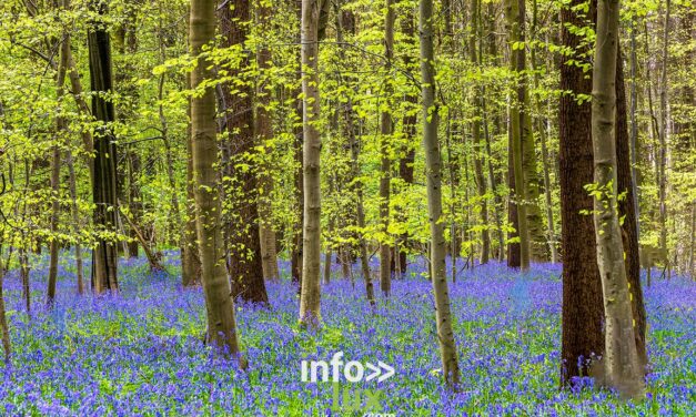 Braine-l’Alleud > Nature > Les jacynthes du Bois de Hal