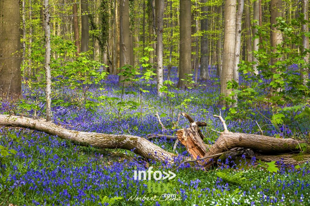 Braine-l'Alleud > Nature > Les jacynthes du Bois de Hal