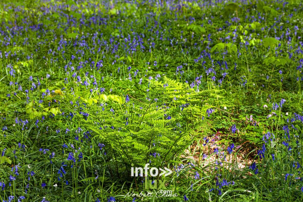 Braine-l'Alleud > Nature > Les jacynthes du Bois de Hal